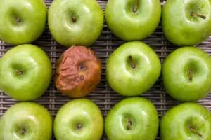 Blog 1 One bad apple - one rotten apple in a group of a dozen apples.